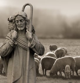 Shepherd