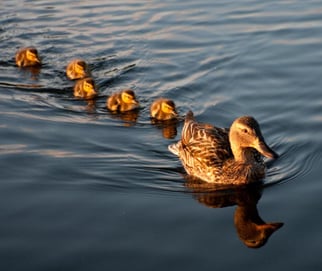 ducksinarow