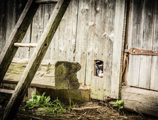 hiddencat